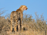 Cheetah on Hill.jpg