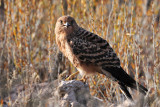 Rock Kestrel Eating.jpg