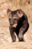 Hyena Pup II.jpg