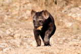 Hyena Pup I.jpg