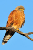 Rock Kestrel.jpg