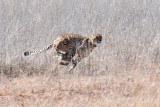 Cheetah B 1200.jpg