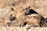 Hyena Pup A 1200.jpg