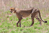 MataMata Cheetah.jpg
