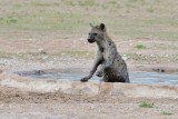 Hyena 4.jpg