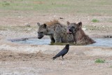 Hyena 6.jpg