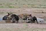 Hyena 7.jpg