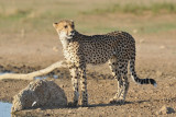 Cheetah 10.jpg