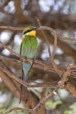 Bee Eater