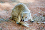 Mongoose 1