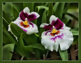 Mes deux amis souriants dans le jardin