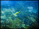 Trumpetfish - golden variation