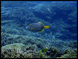 Yelloweye filefish