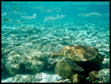 Green turtle in the shallows 1