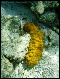 Sea cucumber 2