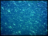 Back-axil chromis 2