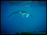 Manta ray 1