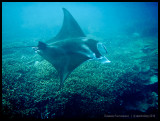 Manta ray 2