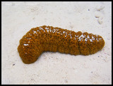 Hermanns sea cucumber