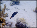 Banded goby