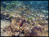 Grouper and red-headed emperor