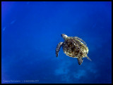 Green turtle 2