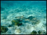 Black-tipped reef shark