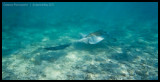 Cowtail ray 1
