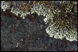 Lichen