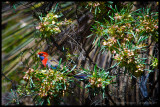 Crimson rosella