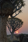 Quivertree Forest - Namibia