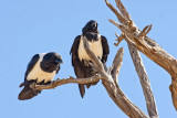 Pied Crow - Namibia