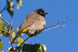 Black-fronted Bulul