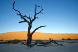 Dead Vlei