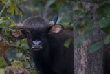  Gaur (Indian bison)