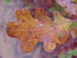  Nice color and decorative design on this oak leaf !!!