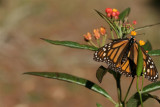  This plant helped me get some outstanding photos !!!