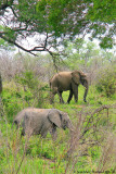 Parc Kruger