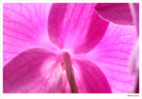 Orchide-11w.jpg