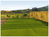 East Otago Autumn Pastures