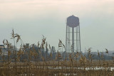 Phragmites and Water Tower