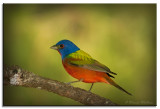 One more Painted Bunting