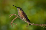 Ecuador-Hummer.jpg