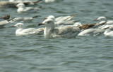 Armenian Gull - Larus armenicus