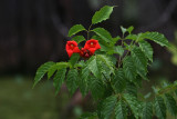 Trumpet Vine