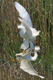 Snowy Egrets