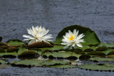 White Water Lily