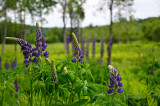 lupins_6