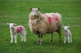 7th April