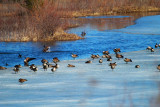 Canada Geese on Ice Edge 1331.jpg